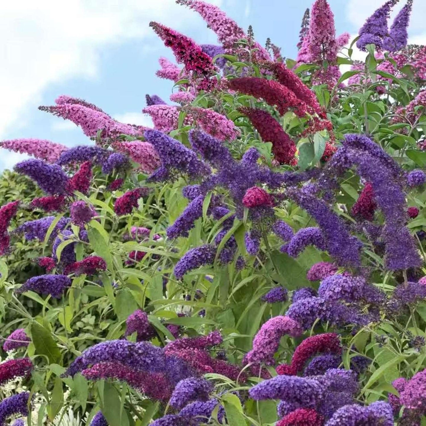 215 Mixed Colors Butterfly Bush Seeds Buddleia Davidii Fragrant Attract Pollinators Bloom in Summer Deciduous Shrub Gardens Landscaping Outdoor