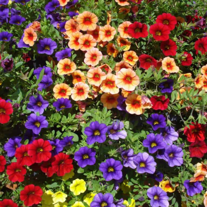 Calibrachoa Petunia Flower Seeds