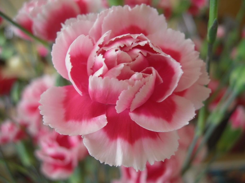 Carnation Flower Seeds