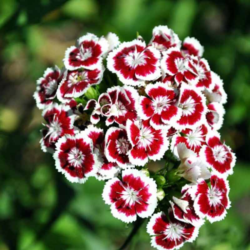 Sweet William Dianthus Flower Seeds
