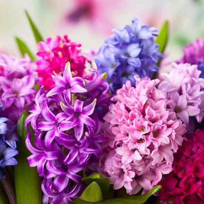 100 PCS Mixed Hyacinth Seeds - Bring Aromatic Beauty to Your Garden