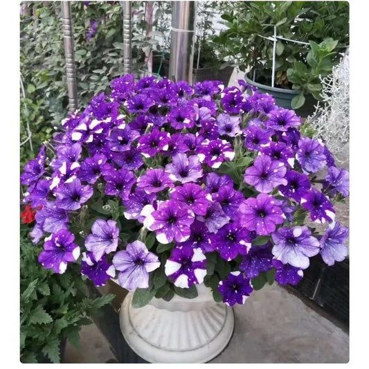 100 PCS Vibrant Fuchsia & White Spotted Dwarf Petunia Seeds - Compact, Colorful, and Perfect for Your Garden