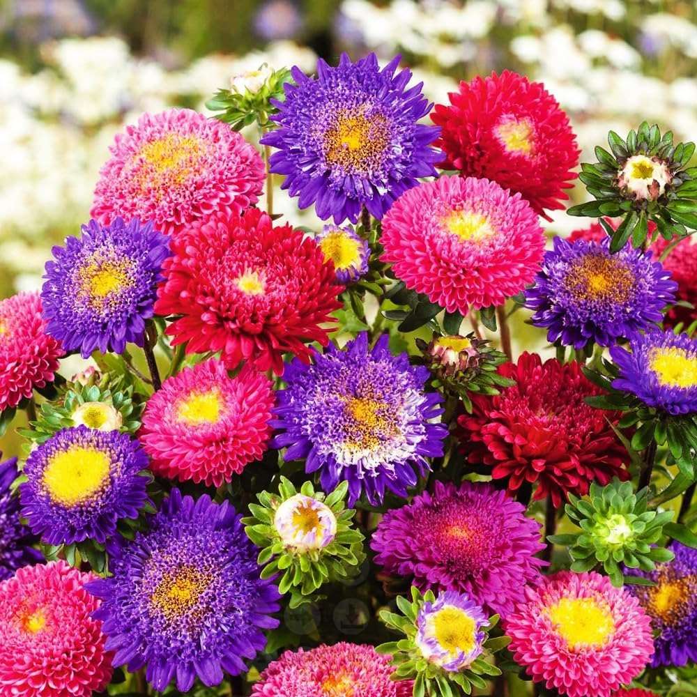 100 PCS Rainbow China Aster Seeds