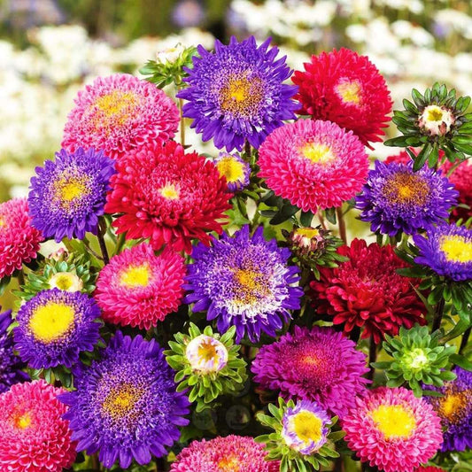 100 PCS Rainbow China Aster Seeds