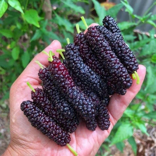 200 PCS Organic Mulberry Seeds