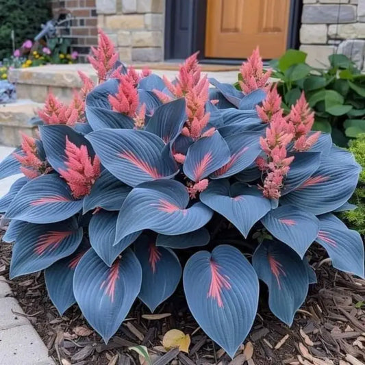 100PCS Hosta Seeds Bonsai Seeds Home Perennial Flowers