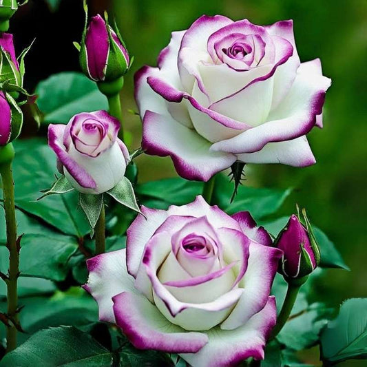 100 PCS Exquisite Hybrid Tea Rose Seeds - Ideal for Your American Garden