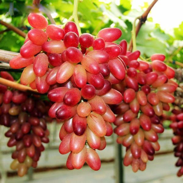 Natural Growth Sweet Grape Seeds