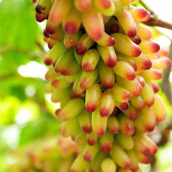 Natural Growth Sweet Grape Seeds