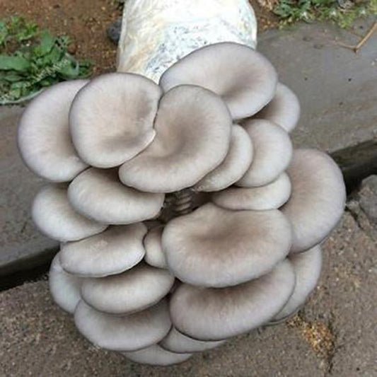 white button Mushroom seeds