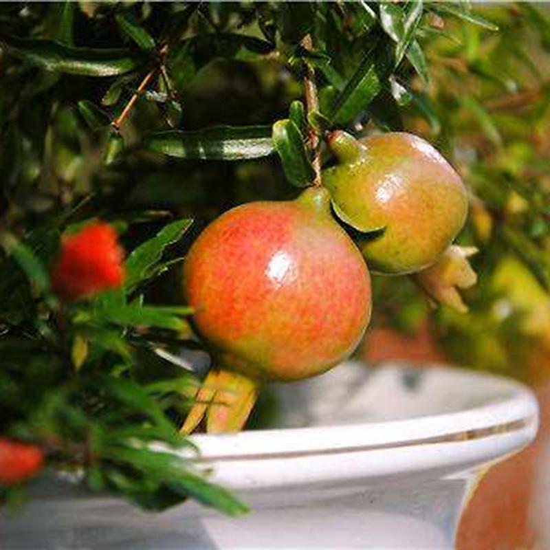 Red Pomegranate Seeds