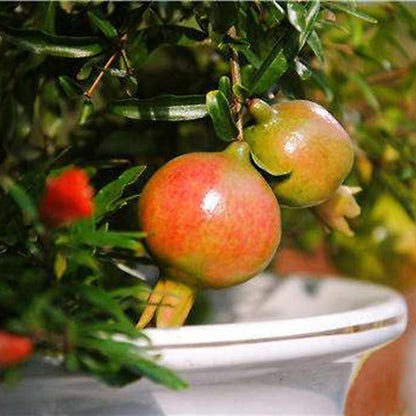 Red Pomegranate Seeds