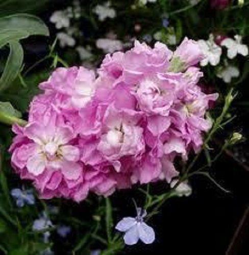 Cinderella Pink Flower Seeds