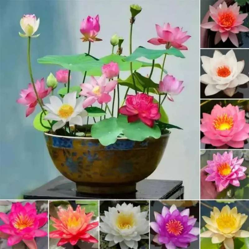 30pcs Mixed Bowl Lotus Seeds