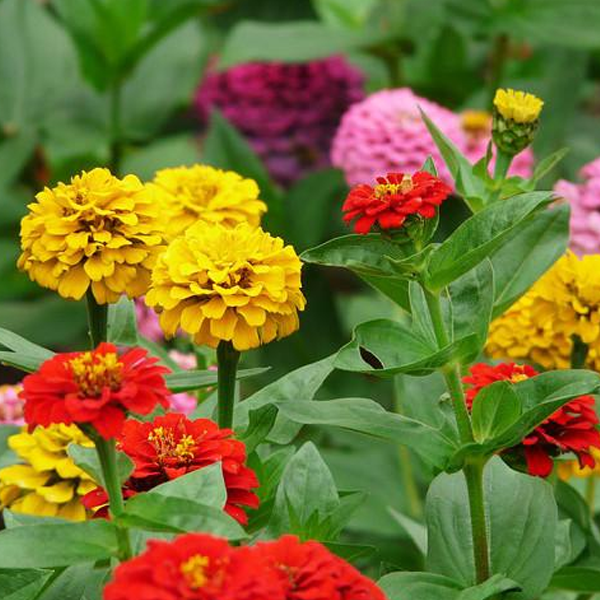 Multi-Colored Elegant Flower Seeds