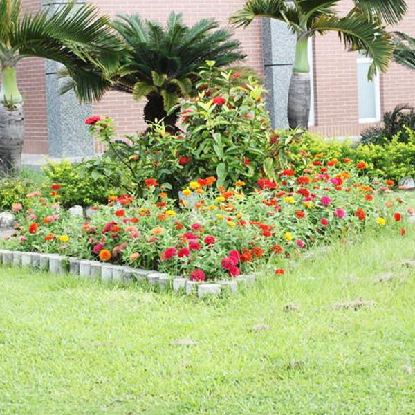 Multi-Colored Elegant Flower Seeds