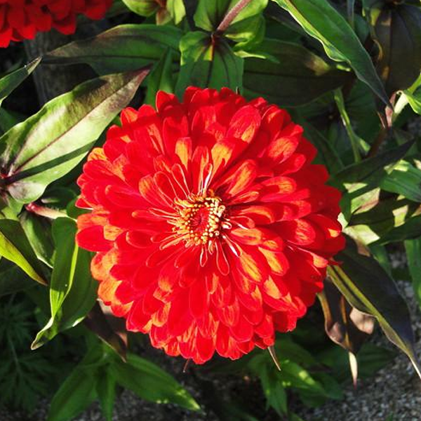 Multi-Colored Elegant Flower Seeds