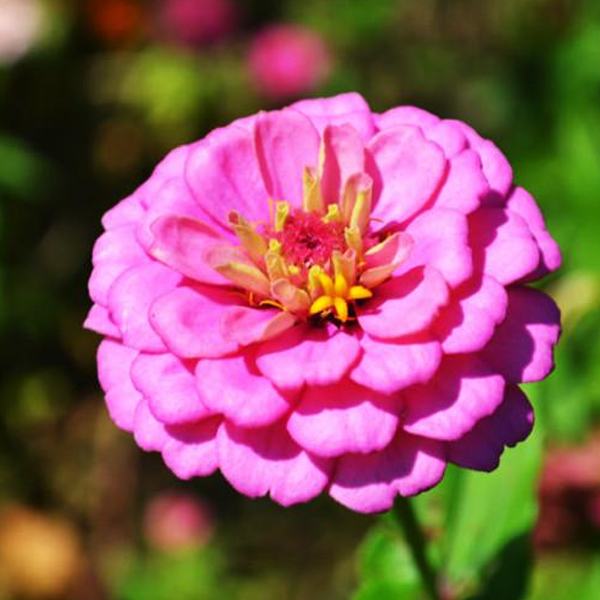 Multi-Colored Elegant Flower Seeds