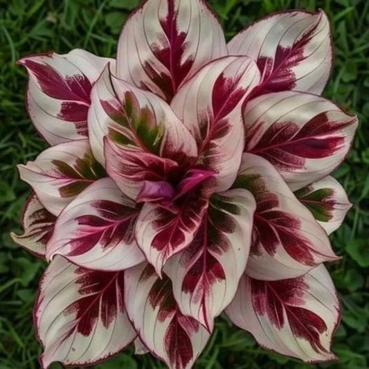 100Pcs Hosta, Planting Garden Decoration Outdoor Flowers seeds