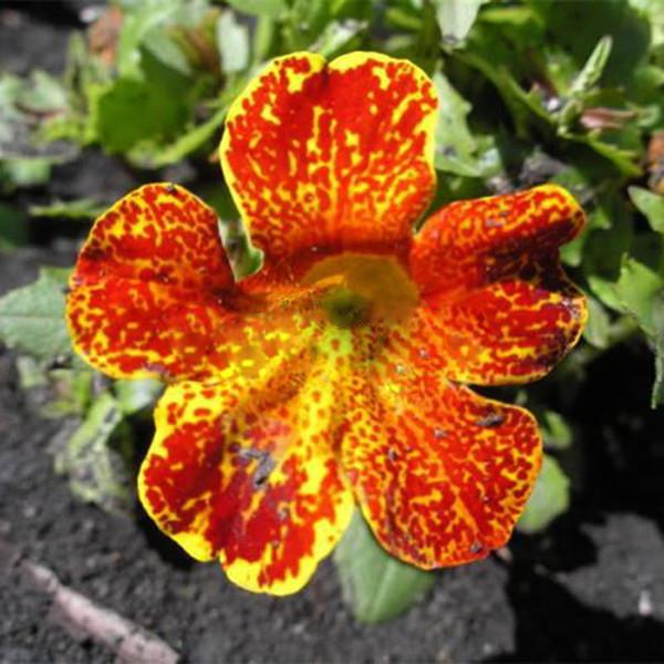 Monkey Flower Clown Flower Seeds