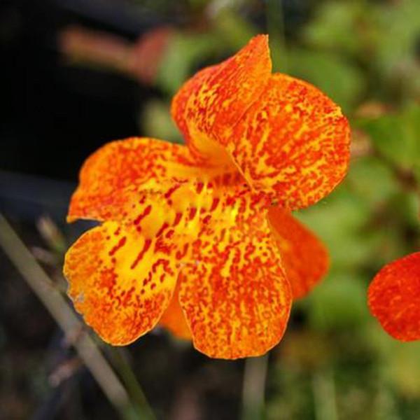 Monkey Flower Clown Flower Seeds