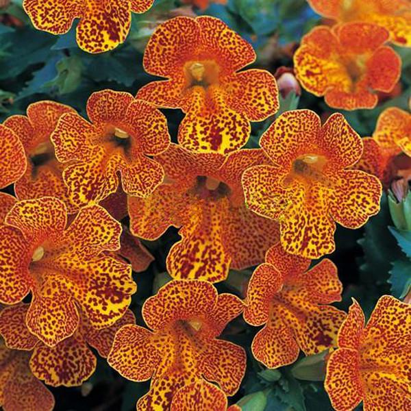 Monkey Flower Clown Flower Seeds