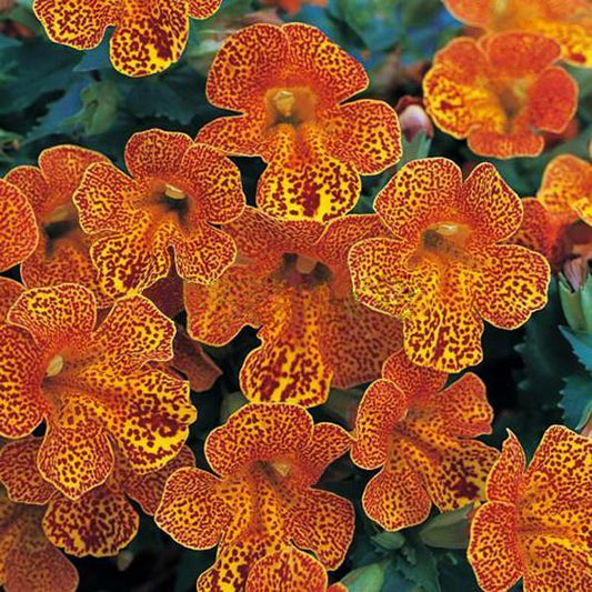 Monkey Flower Clown Flower Seeds