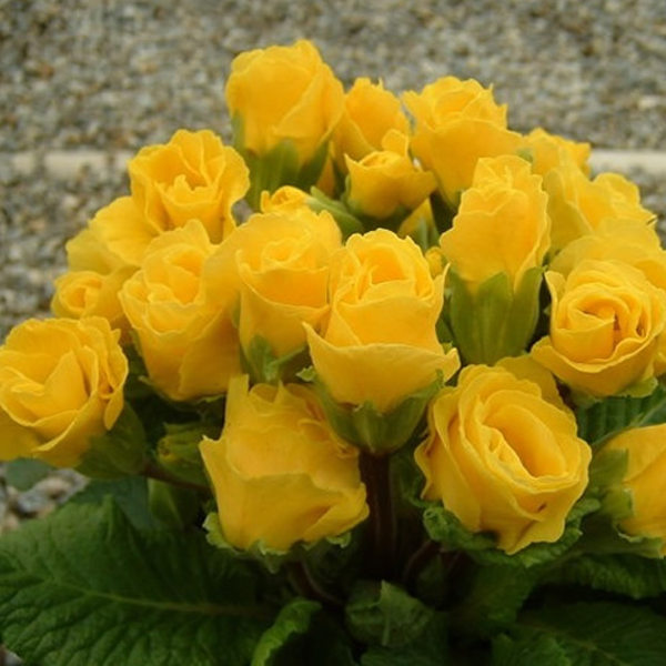 Light Yellow Rose Primula Seeds