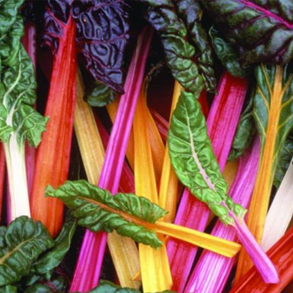 Bright Lights Swiss Chard (50 Seeds)