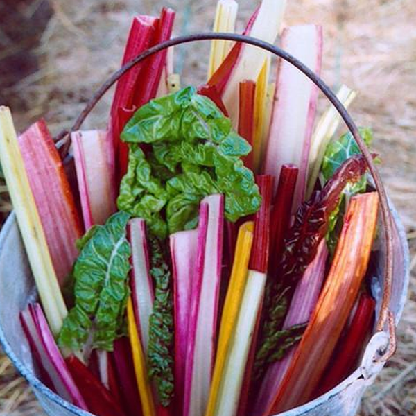 Bright Lights Swiss Chard (50 Seeds)