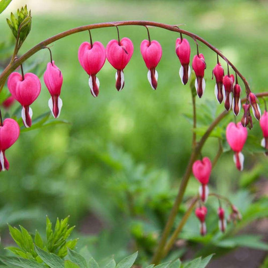 Pink Bleeding Heart Rare Seeds for Planting- Unique Flower, Sprout Beautiful Heart Shaped Blooms - Easy to Grow Perennials - Attracts Butterflies, Bees & Hummingbirds