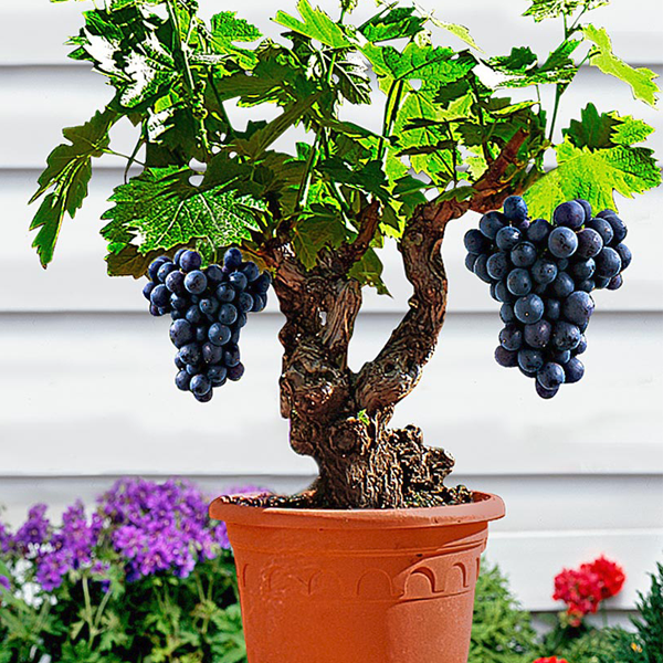 Miniature Grape Vine Seeds