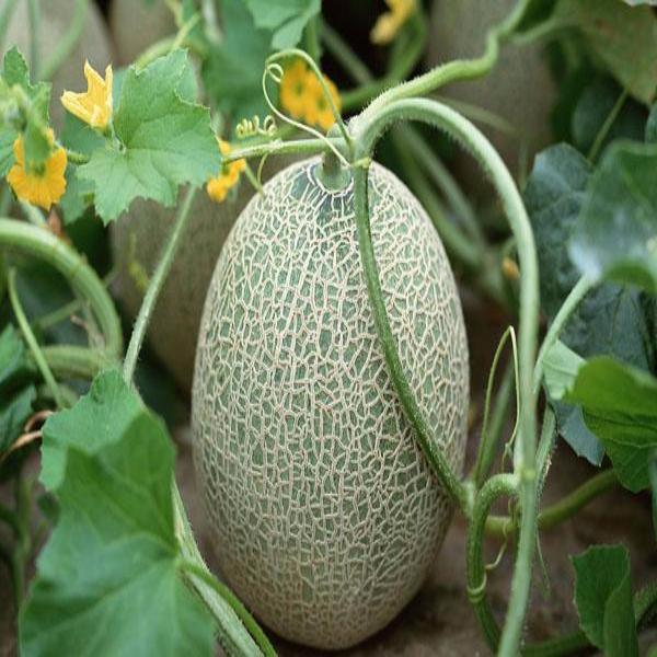 Cantaloupe Melon Seeds