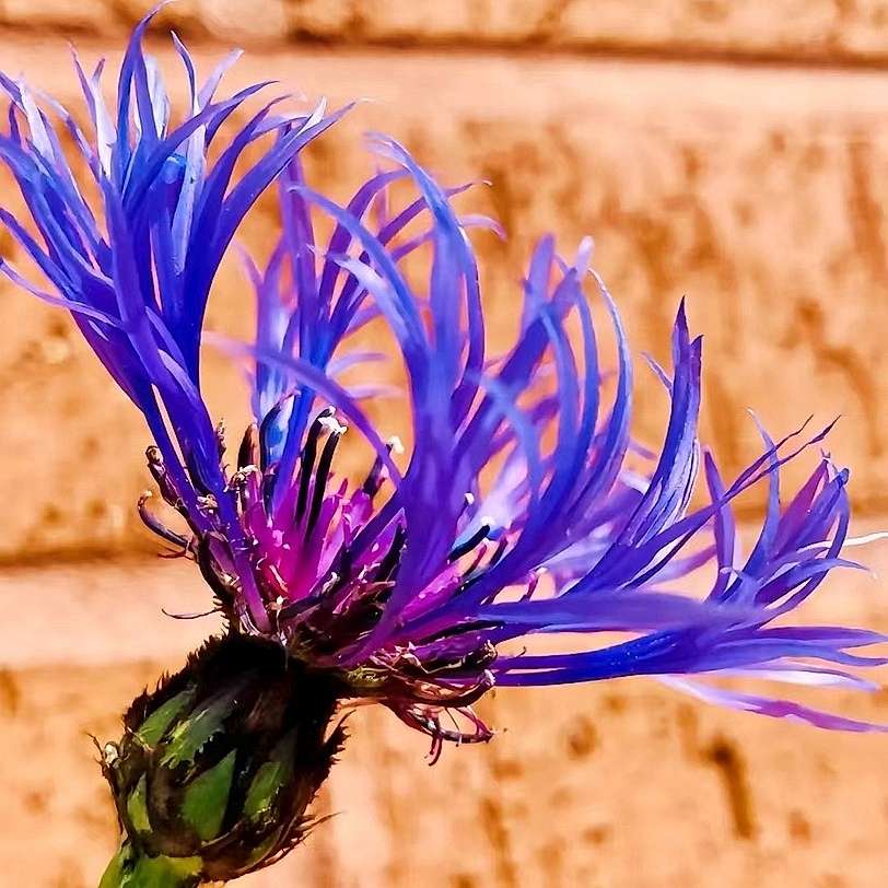 Blue Scarlet Bee Balm Cornflower Seed - Monarda Didyma - Rare and Beautiful Perennial Flowering Plant