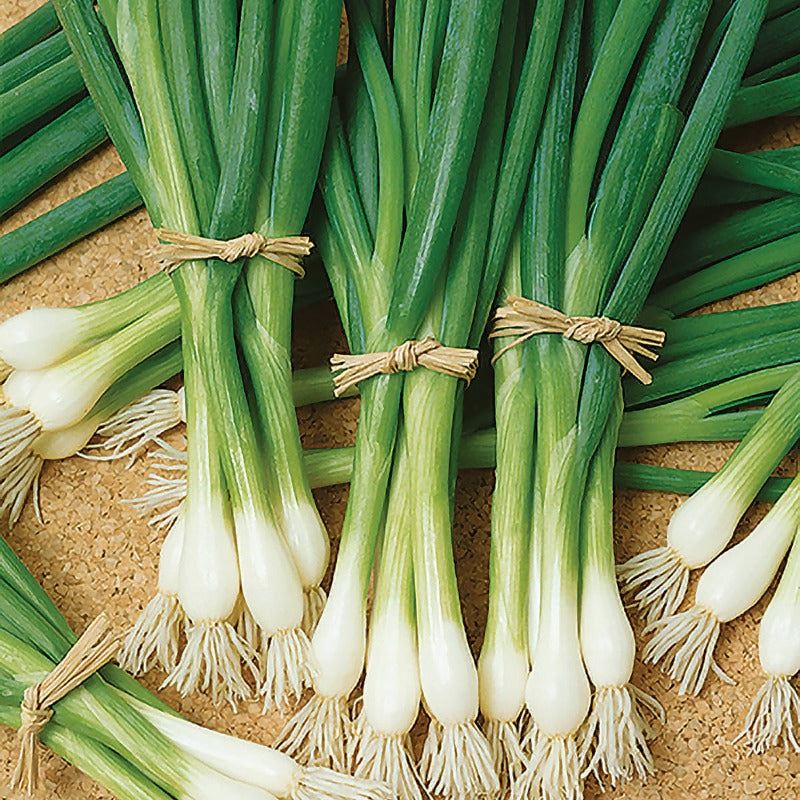 Long White Onion Seeds