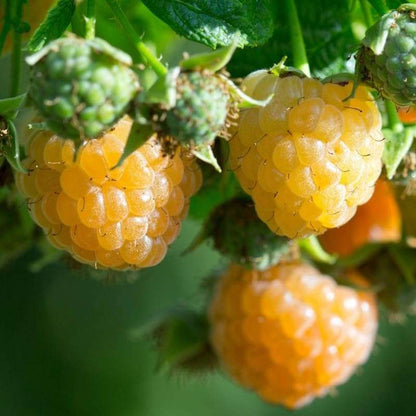 500 PCS Golden Raspberries - Non GMO