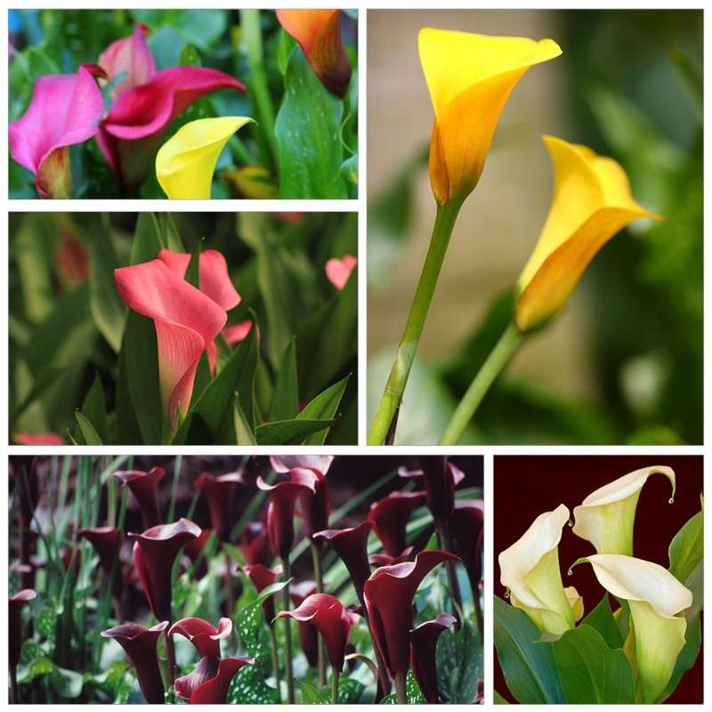 100 PCS mixed Premium Calla Lily Collection