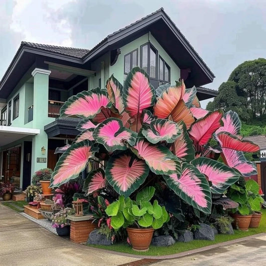 100 Pcs Hosta Seeds Indoor Flower Seeds for Planting Bonsai Seed Perennial Flowers Plants