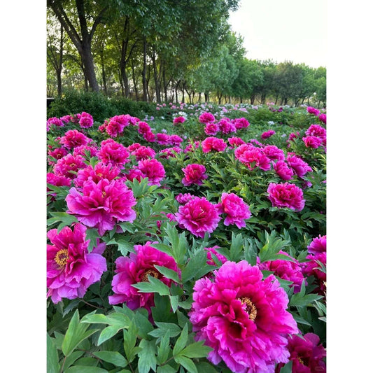 50 Peony Bulbs & Peonies Seeds for Planting Outdoors - Double Petaled Piani Flower Seeds, Non-GMO Perennial Mix with Dahlia & Poppy Blooms