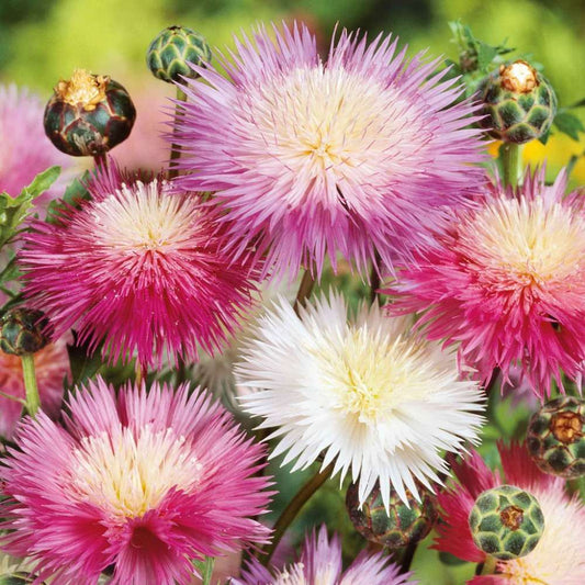 Sow Right Seeds 500pcs Cornflower Seeds for Planting -Perennial Flower Seeds Indoor Outdoor Grow Plant Planting Heirloom