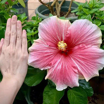 100 PCS Exotic Dark Purple Mixed Gaint Hibiscus Seeds - Vibrant Garden Accents for Your Yard