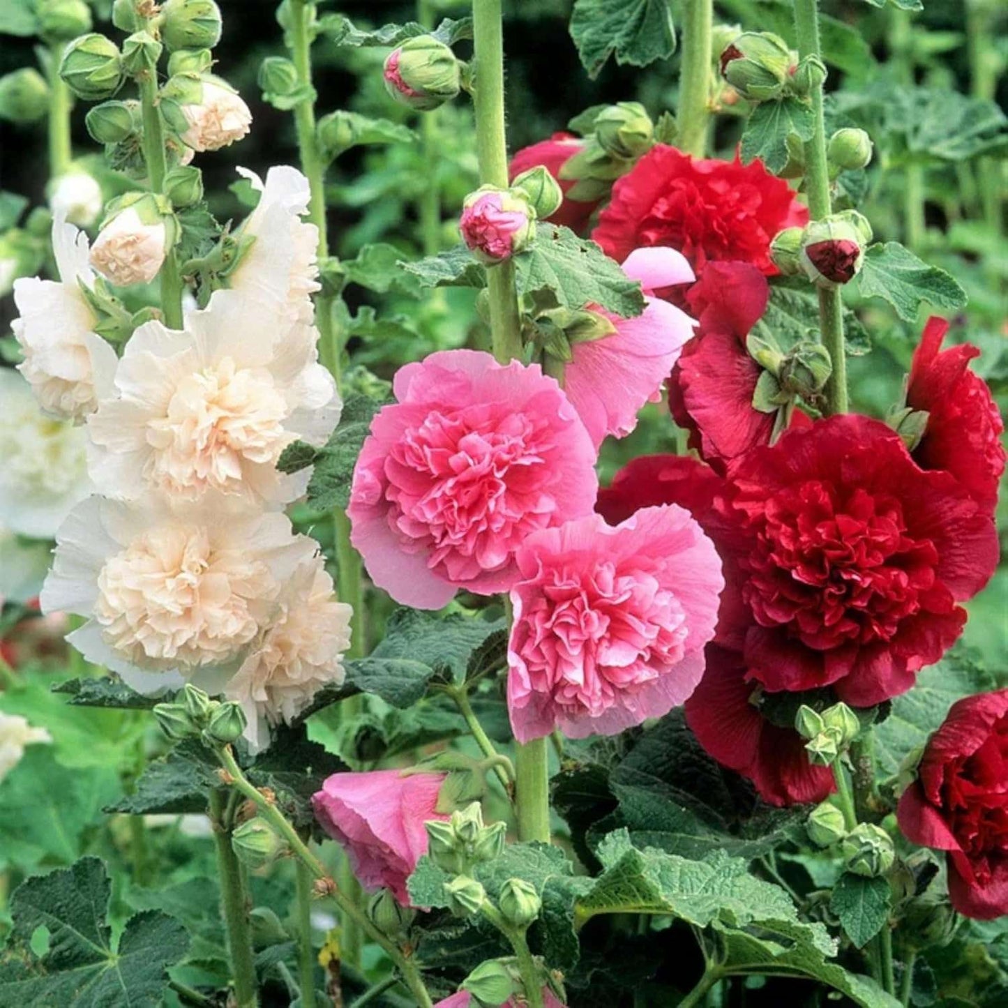 100 PCS Premium Hollyhock Seeds Collection (Alcea rosea)