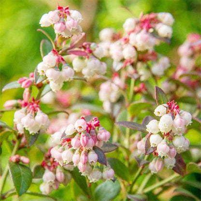 500+Blueberry Bush Seeds for Planting -Non GMO