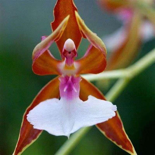 150 Pcs Orchid Seeds Home Flower Seeds for Planting Perennial Flowers Bonsai Seed to Plant Indoor Plants Grow Garden Tree Varied