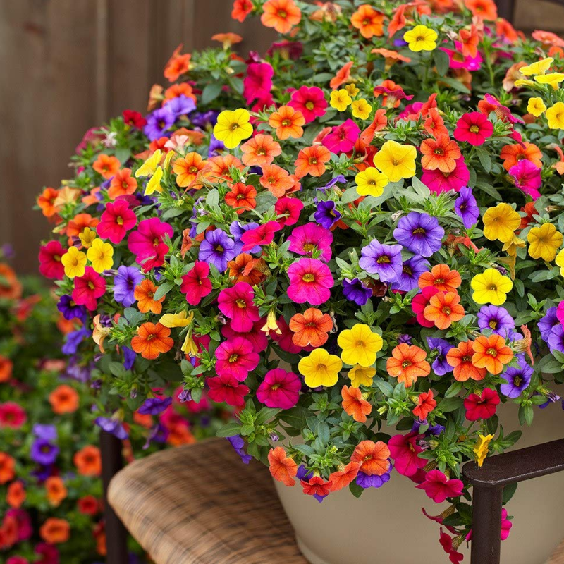 Calibrachoa Petunia Flower Seeds