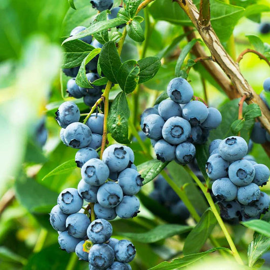1000pcs Organic Blueberry Seeds for Planting