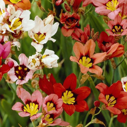 100 PCS Vibrant Colorful Wildflower Seed Mix Pack