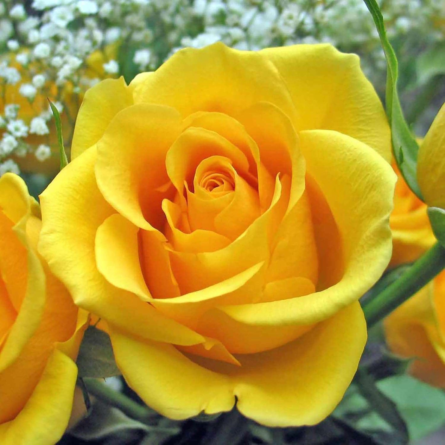 100 PCS Vibrant Yellow Rose