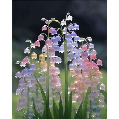 seeds Gift 500Pcs 20 Canterbury bells flower fall growers garden flower seeds for spring summer fall gmo colorful fast growing