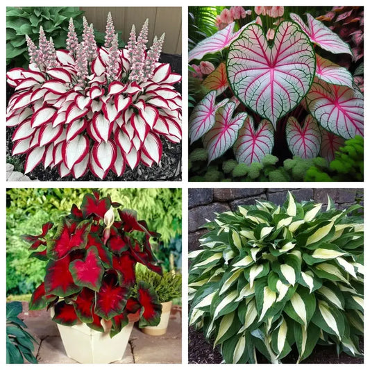 100 Pcs Rare Caladium Hosta Flower Seeds Perennial Flowers Plant Seeds